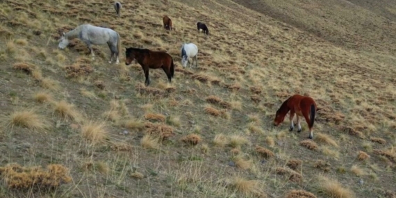 Başıboş bırakılan at ve eşekler hem trafiği hem yaban hayatını tehdit ediyor