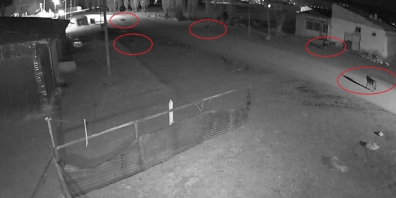 Bayburt’ta 5 kurdun köpeği tuzağa çektiği anlar kamerada