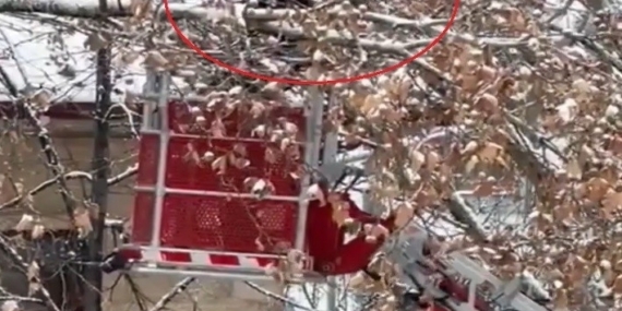 Bayburt’ta ağaç dallarına dolanan kargayı itfaiye kurtardı