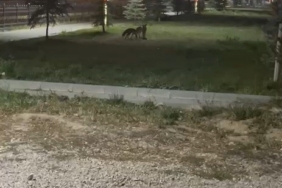 Bayburt’ta birbirleriyle oyun oynayan iki tilki görüldü