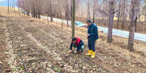 Bayburt’ta salep üretim alanları yerinde incelendi