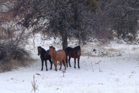 Beypazarı’nda yılkı atları kartpostallık görüntüler oluşturdu