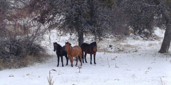 Beypazarı’nda yılkı atları kartpostallık görüntüler oluşturdu