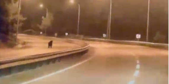 Bilecik’te ayı ana yola indi