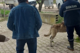 Bilecik’te evcil hayvanlar kayıt altına alınıyor