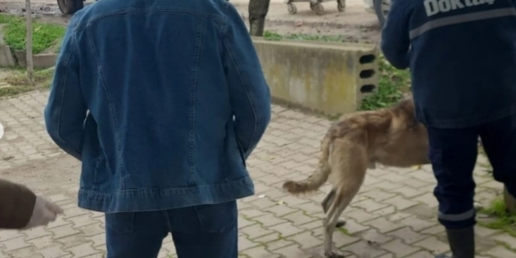 Bilecik’te evcil hayvanlar kayıt altına alınıyor