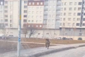 Bitlis’te ilçe merkezinde yaban domuzu paniği