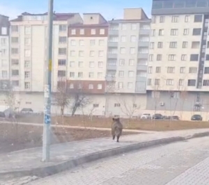 Bitlis’te ilçe merkezinde yaban domuzu paniği