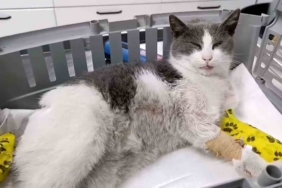 Bolu’da otomobilin çarptığı kedi, tedavi için İstanbul’a sevk edildi