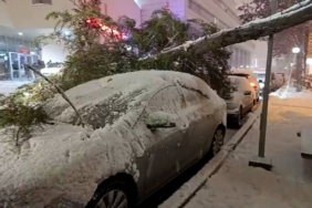 Bolu’da park halindeki araçların üzerine ağaç devrildi