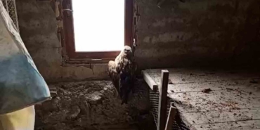 Bolu’da yaralı şahin koruma altına alındı