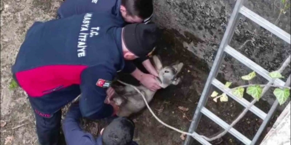 Boş havuza düşen yavru karacayı itfaiyeciler kurtardı