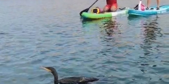 Botan Vadisi’nde yaralı bulunan karabatağı kurtarma çabası yetersiz kaldı