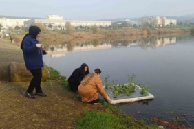 Botanik Bahçesinde "Yüzen Adacıklarla Gölet Temizliği" yapılıyor