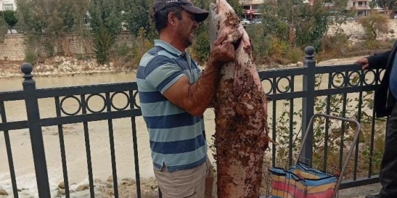 Boyu kadar yayın balığını eliyle yakaladı