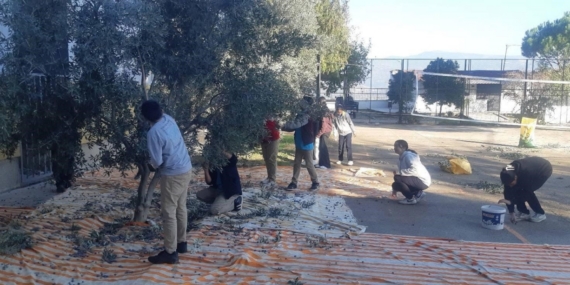 Bozdoğan’da öğrenciler zeytin hasadı yaptı