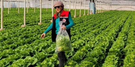 Buharkent’te sağlıklı gıda için pestisit denetimi