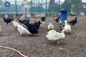 Buldan Gençlik Merkezinde mini hayvanat bahçesi kuruldu