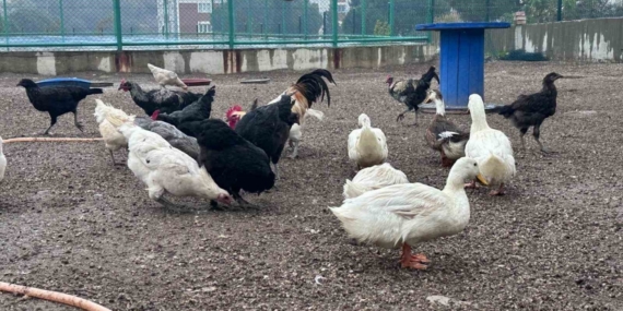 Buldan Gençlik Merkezinde mini hayvanat bahçesi kuruldu