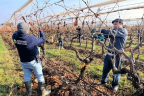 Buldan’ın tescilli üzümlerinin yetiştiği asmalar yeni sezona hazırlanıyor