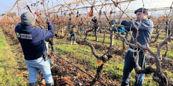 Buldan’ın tescilli üzümlerinin yetiştiği asmalar yeni sezona hazırlanıyor