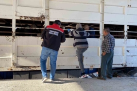 Burdur’da şap karantinasındaki küpesiz hayvan taşıyan besiciye 170 bin lira ceza