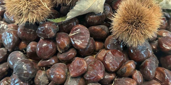 Bursa kestanesinin geleceği konuşuldu