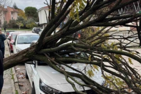 Bursa’da devrilen ağaç korku dolu anlar yaşattı