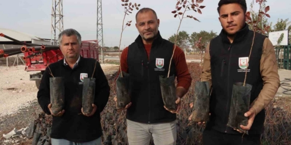 Büyükşehir’den çiftçilere 35 bin fıstık fidanı desteği