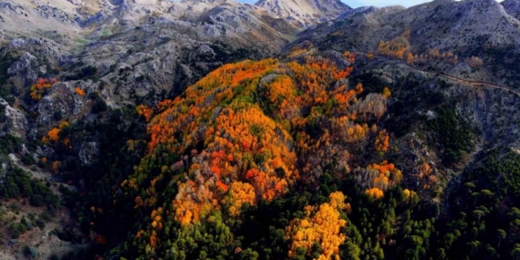 Çameli’nin titrek kavak ormanları bulutların arasında görsel şölen sunuyor