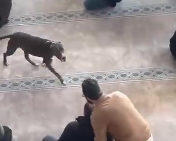 Camiye giren pitbull yakalandı, sahibine işlem yapıldı