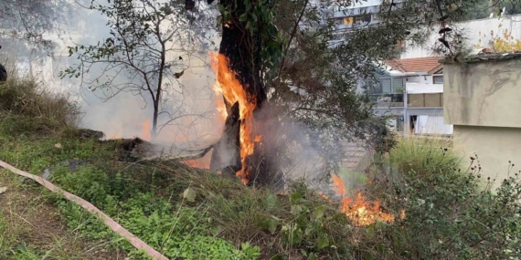 Çamlık alanda çıkan yangın büyümeden söndürüldü