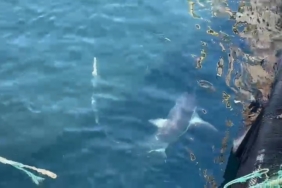 Çanakkale’de balıkçıların ağına ‘kamçı kuyruk’ cinsi köpek balığı takıldı