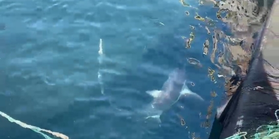 Çanakkale’de balıkçıların ağına ‘kamçı kuyruk’ cinsi köpek balığı takıldı