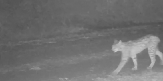 Çankırı’da vaşak görüntülendi