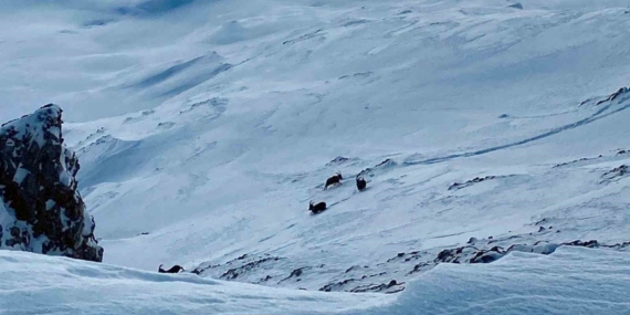 Çatak’ta dağ keçileri görüntülendi