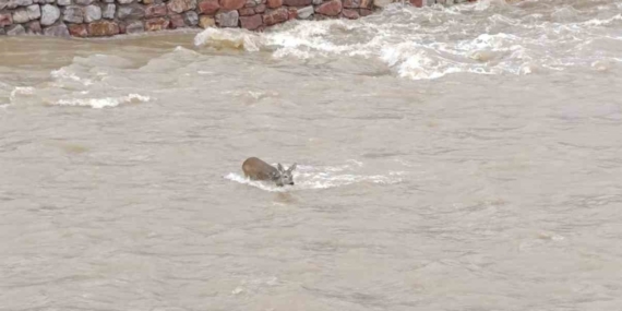 Çaya düşen karaca kurtarıldı
