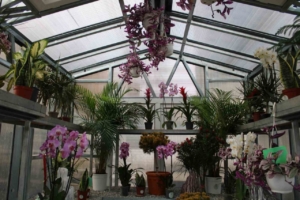 "Çiçek Doktoru" Ersan: "İnsanlar bitkileriyle ilgili yaşamış oldukları sorunları bana iletiyor, ben de onlara çözümler üretiyorum"