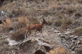 Dağ keçileri karayolu kenarına indi, görenler cep telefonlarına sarıldı
