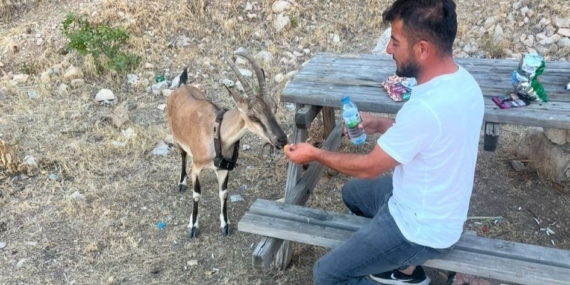 Dağ keçisini elleriyle besledi