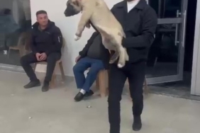 Damadın arkadaşı düğün hediyesi olarak 100 bin liralık köpek hediye etti