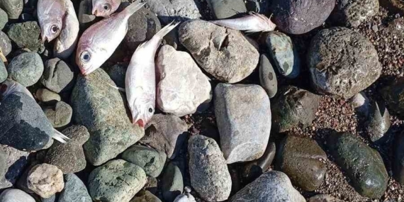 Datça’da çok sayıda ölü balık kıyıya vurdu