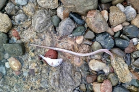 Datça’da sahilde görülen balık ölümlerinde tehlikeli bir bulguya rastlanmadı