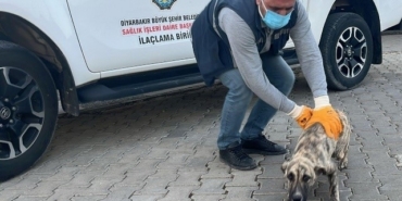 DBB Hayvan Bakımevi 2025’te 10 bini aşkın ihbara müdahale etti