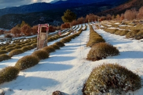 Derebucak’ta mor bahçeler beyaza büründü, barajlara su geldi