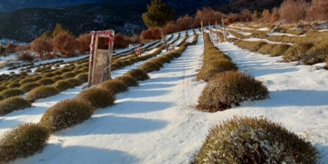 Derebucak’ta mor bahçeler beyaza büründü, barajlara su geldi