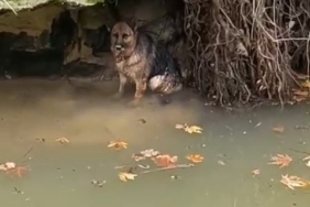 Dereye düşen köpek duyarlı vatandaş sayesinde kurtarıldı