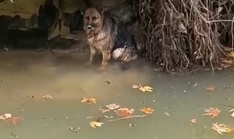 Dereye düşen köpek duyarlı vatandaş sayesinde kurtarıldı