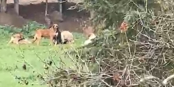 Derince’de başıboş köpek tepkisi: "30’a yakın köpek bir arada dolaşıyor"