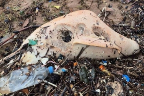 Dev dalgalar, ölü yunus balığının kalıntılarını sahile sürükledi